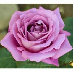 Rosier CLAUDE BRASSEUR ® Meibriacus -Garden Supplies Sales Shop 0501 2945 rosier claude brasseur meibriacus mi t1000