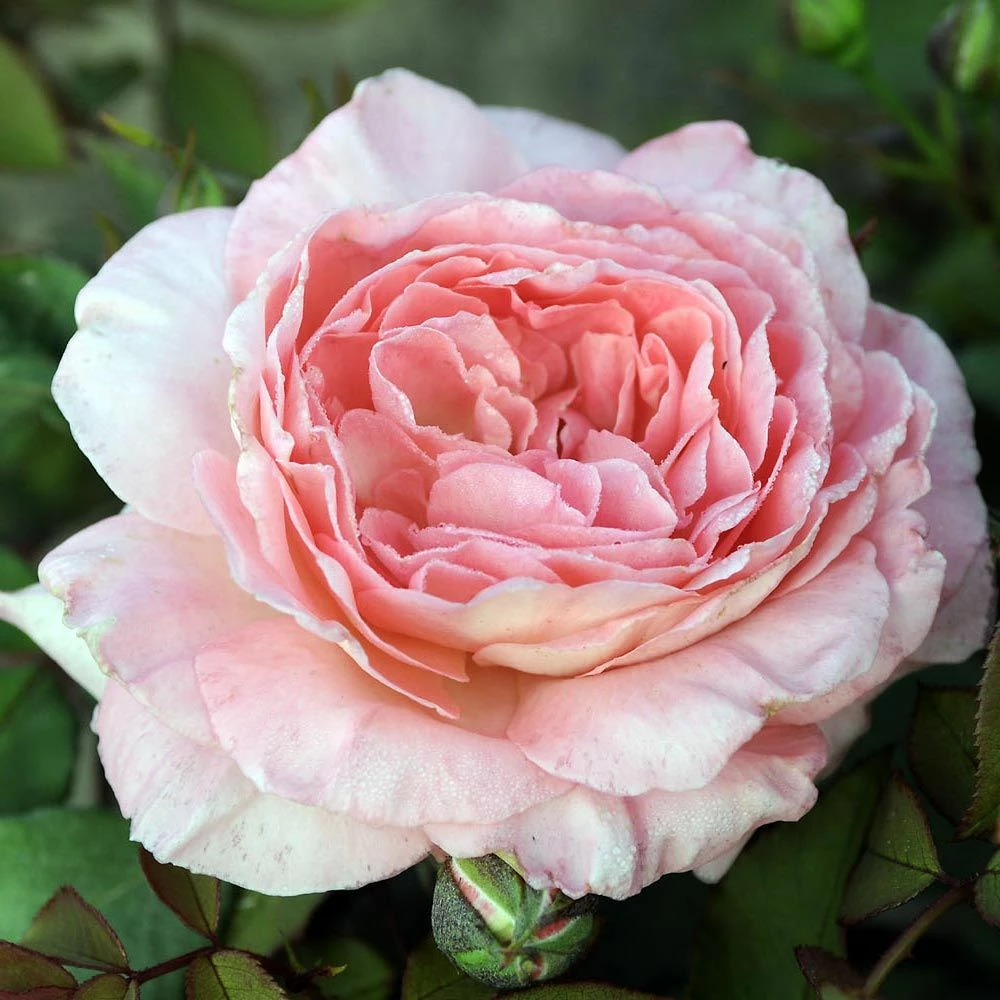 Rosier LIV TYLER ® Meibacus 4 Rosier LIV TYLER ® Meibacus - Image 2