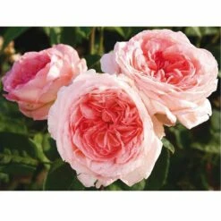 Rosier LIV TYLER ® Meibacus 8 Rosier LIV TYLER ® Meibacus -Garden Supplies Sales Shop 0503 2906b rosier liv tyler meibacus t1000