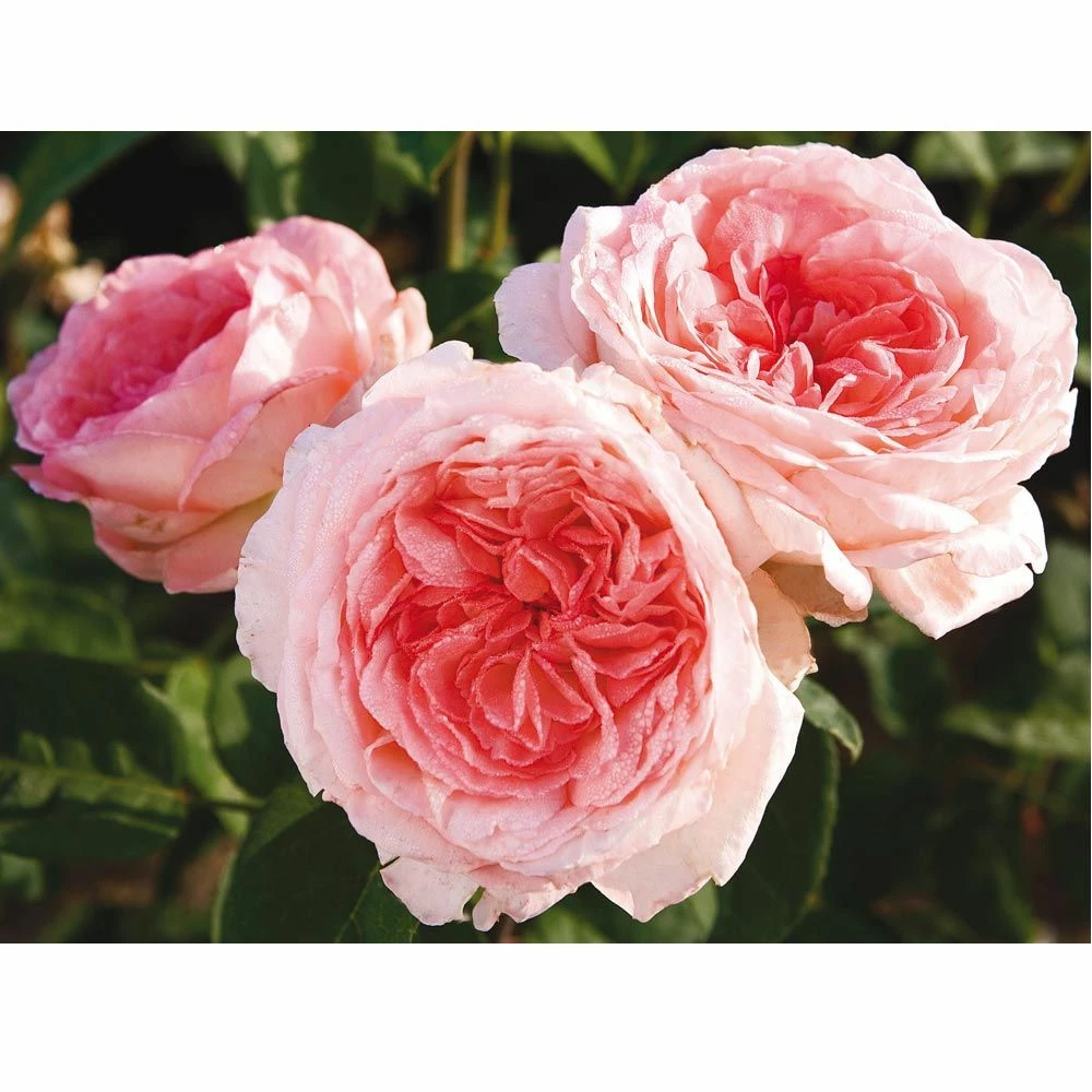 Rosier LIV TYLER ® Meibacus 5 Rosier LIV TYLER ® Meibacus - Image 3