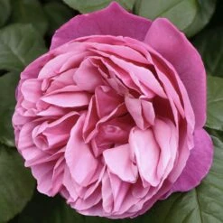 Rosier Tige LINE RENAUD ® Meiclusif -Garden Supplies Sales Shop 0507 0507lr 2969 2204 2530 line renaud meiclusif 11 1570 hd t1000