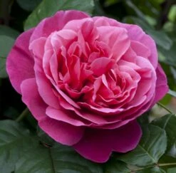 Rosier LINE RENAUD ® Meiclusif -Garden Supplies Sales Shop 0507 rosier line renaud mi