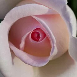 Rosier PRINCE JARDINIER ® Meitroni -Garden Supplies Sales Shop 0509 2968 2208f rosier prince jardinier meitroni mi t1000