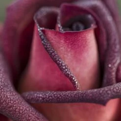 Rosier EDDY MITCHELL ® Meirysett 12 Rosier EDDY MITCHELL ® Meirysett -Garden Supplies Sales Shop 0511 2926d eddy mitchell meirysett mi t1000