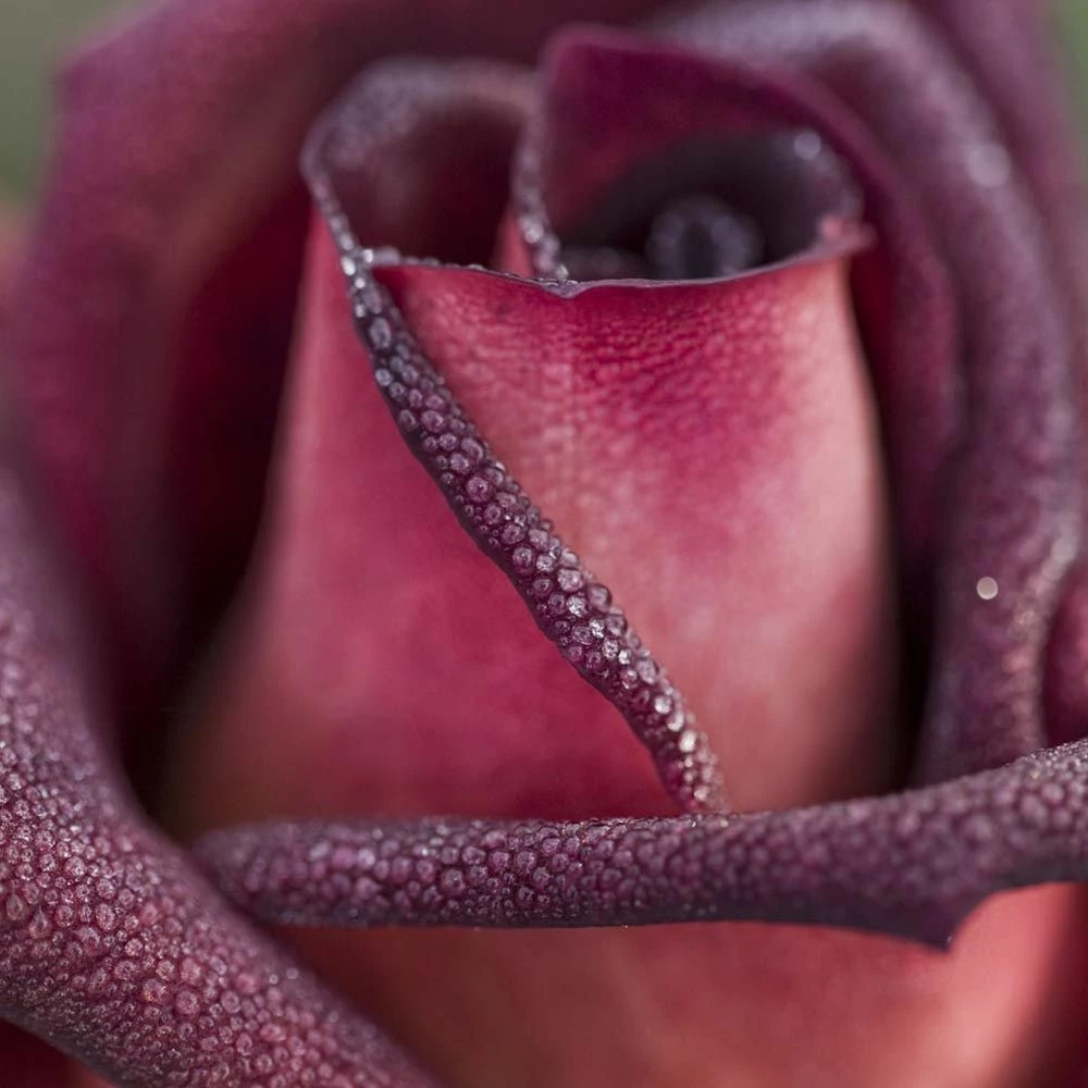 Rosier EDDY MITCHELL ® Meirysett 5 Rosier EDDY MITCHELL ® Meirysett - Image 3