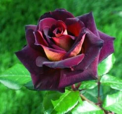 Rosier EDDY MITCHELL ® Meirysett 15 Rosier EDDY MITCHELL ® Meirysett -Garden Supplies Sales Shop 0511a rosier eddy mitchell r meirysett