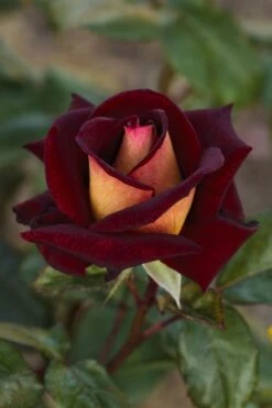 Rosier EDDY MITCHELL ® Meirysett 14 Rosier EDDY MITCHELL ® Meirysett -Garden Supplies Sales Shop 0511b rosier eddy mitchell r meirysett mi