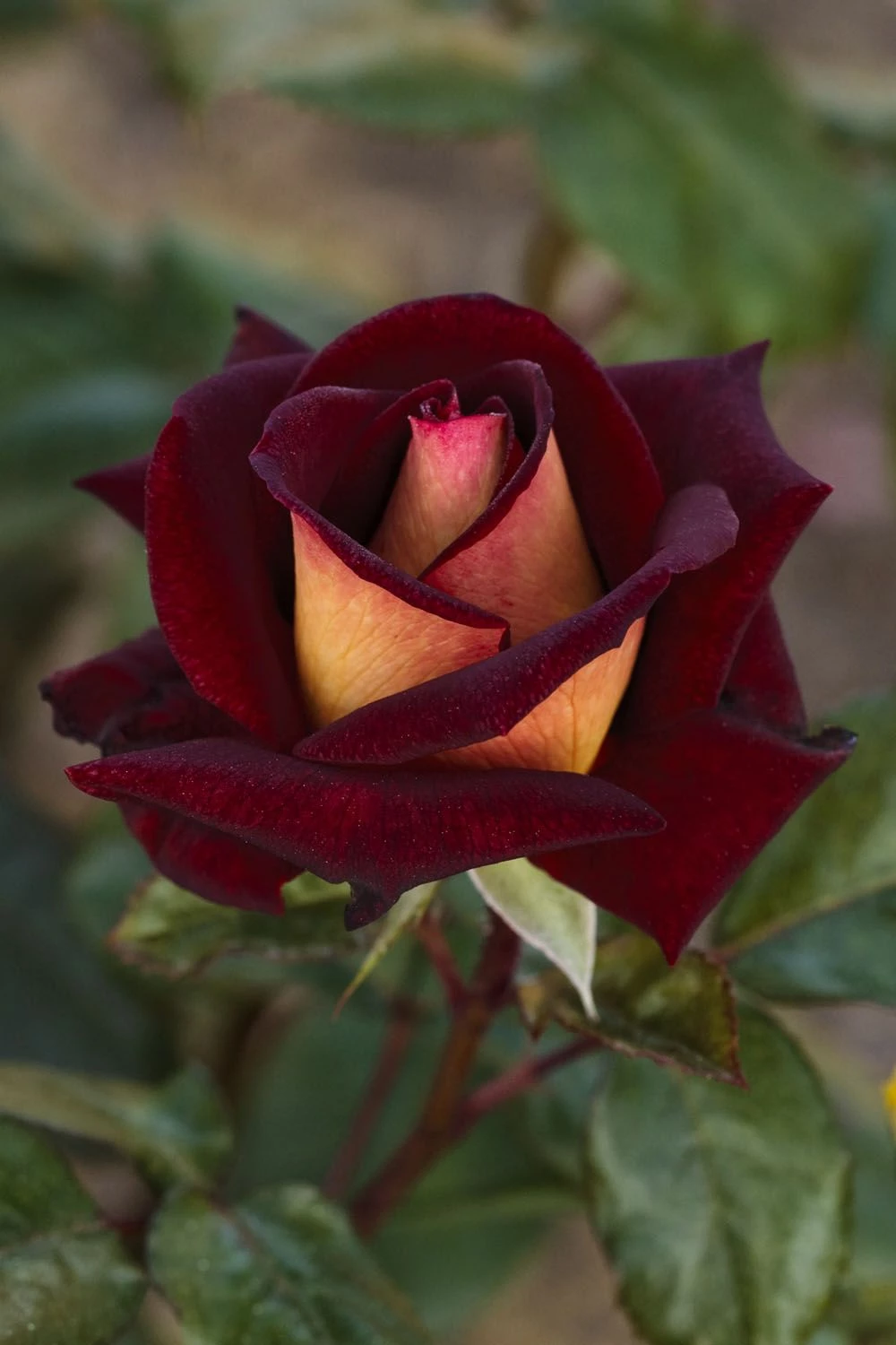 Rosier EDDY MITCHELL ® Meirysett 7 Rosier EDDY MITCHELL ® Meirysett - Image 5