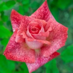 Rosier PIERRE CARDIN ® Meilolipo -Garden Supplies Sales Shop 0514 2966 rosier pierre cardin meilolipo mi t1000