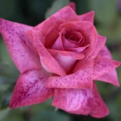 Rosier PIERRE CARDIN ® Meilolipo -Garden Supplies Sales Shop 0514 2966a rosier pierre cardin meilolipo mi t1000