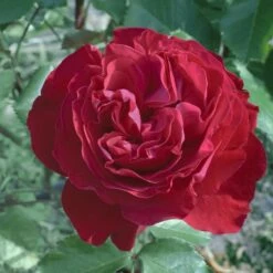 Rosier MARYLOU ® Meilitchy -Garden Supplies Sales Shop 0517 2903 b rosier marylou meilitchy t1000