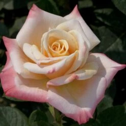 Rosier LAETITIA CASTA ® Meilampario