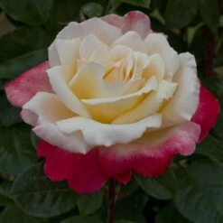 Rosier LAETITIA CASTA ® Meilampario -Garden Supplies Sales Shop 0520 2983b rosier laetitia casta meilampario mi t1000