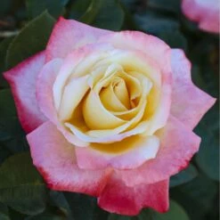 Rosier LAETITIA CASTA ® Meilampario -Garden Supplies Sales Shop 0520 2983c rosier laetitia casta meilampario mi t1000