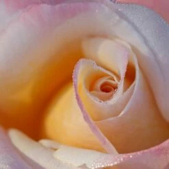 Rosier LAETITIA CASTA ® Meilampario -Garden Supplies Sales Shop 0520 2983e rosier laetitia casta meilampario mi t1000