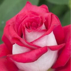 Rosier MONICA BELLUCCI ® Meimonkeur 24 Rosier MONICA BELLUCCI ® Meimonkeur -Garden Supplies Sales Shop 0522 2919a rosier monica bellucci meimonkeur mi t1000