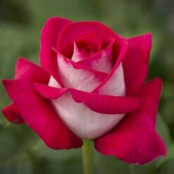 Rosier MONICA BELLUCCI ® Meimonkeur 17 Rosier MONICA BELLUCCI ® Meimonkeur -Garden Supplies Sales Shop 0522 2919c rosier monica bellucci meimonkeur mi t1000