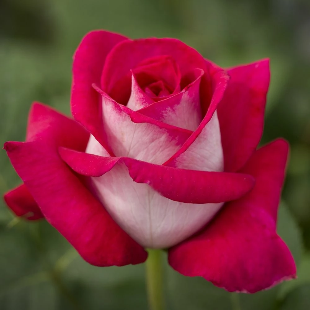 Rosier MONICA BELLUCCI ® Meimonkeur 5 Rosier MONICA BELLUCCI ® Meimonkeur - Image 3