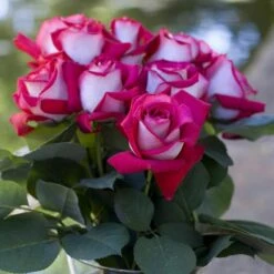 Rosier MONICA BELLUCCI ® Meimonkeur 23 Rosier MONICA BELLUCCI ® Meimonkeur -Garden Supplies Sales Shop 0522 2919e rosier monica bellucci meimonkeur mi t1000 1