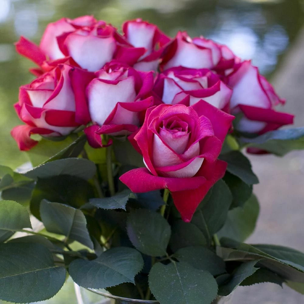 Rosier MONICA BELLUCCI ® Meimonkeur 11 Rosier MONICA BELLUCCI ® Meimonkeur - Image 9