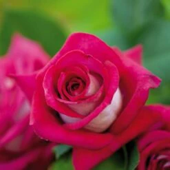 Rosier MONICA BELLUCCI ® Meimonkeur 27 Rosier MONICA BELLUCCI ® Meimonkeur -Garden Supplies Sales Shop 0522 rosier monica bellucci meimonkeur t1000