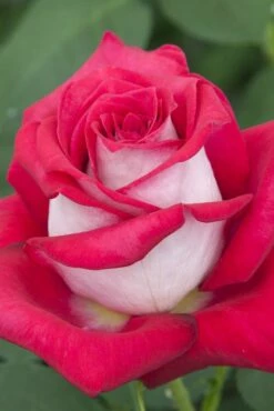 Rosier MONICA BELLUCCI ® Meimonkeur 25 Rosier MONICA BELLUCCI ® Meimonkeur -Garden Supplies Sales Shop 0522a rosier monica bellucci meimonkeur hd mi t1000