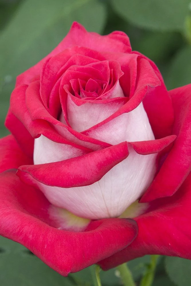 Rosier MONICA BELLUCCI ® Meimonkeur 13 Rosier MONICA BELLUCCI ® Meimonkeur - Image 11