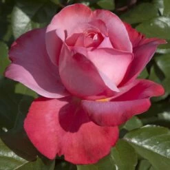 Rosier DRAKKAR ® Meikolyma -Garden Supplies Sales Shop 0523 2970 rosier drakkar meikolyma t1000