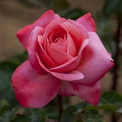 Rosier DRAKKAR ® Meikolyma -Garden Supplies Sales Shop 0523 2970b rosier drakkar meikolyma t1000