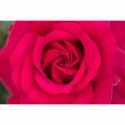 Rosier BELLES RIVES ® Meizolnil 10 Rosier BELLES RIVES ® Meizolnil -Garden Supplies Sales Shop 0525 2951 meizolnil belles rives 17 00026 1000