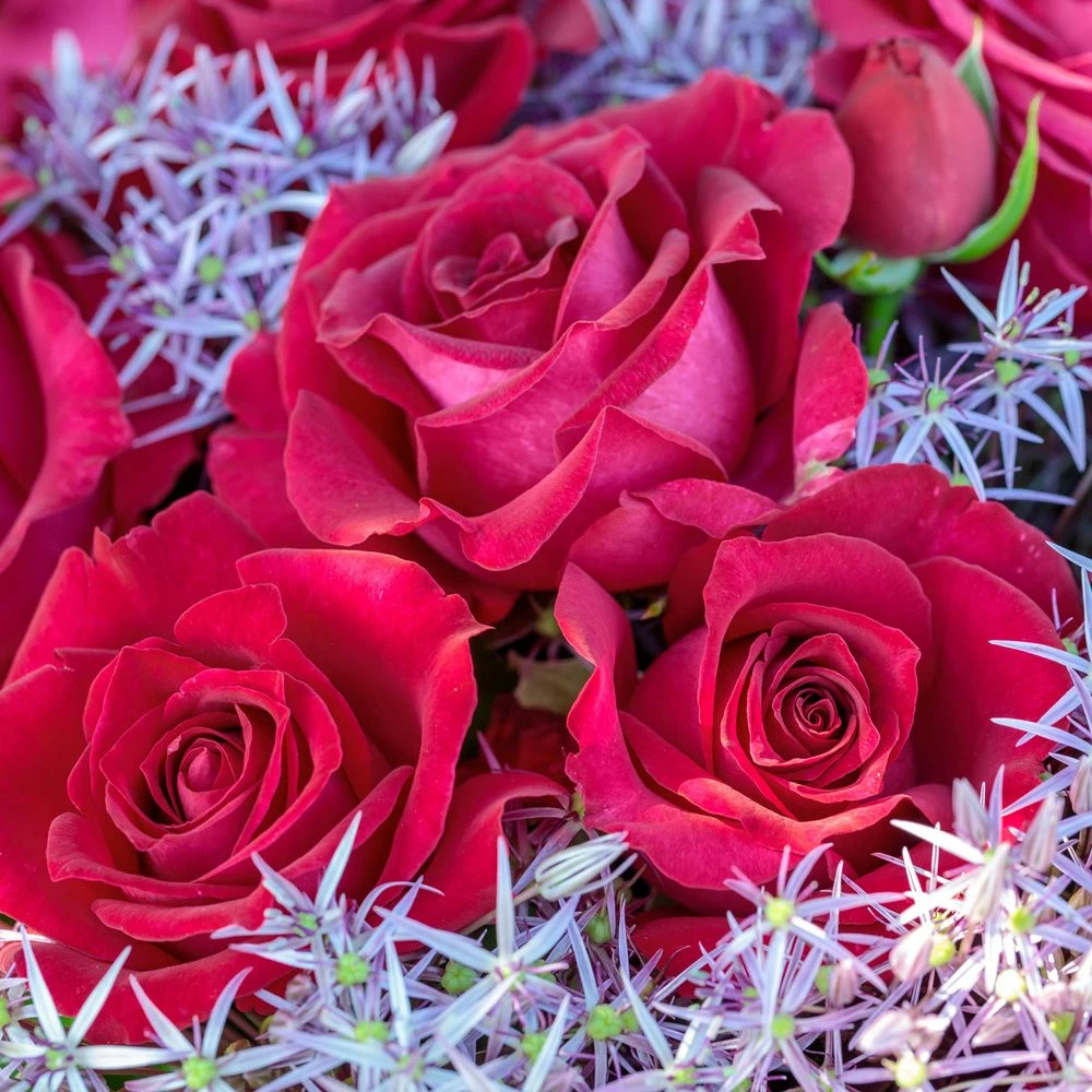 Rosier BELLES RIVES ® Meizolnil 6 Rosier BELLES RIVES ® Meizolnil - Image 4