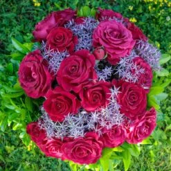 Rosier BELLES RIVES ® Meizolnil 12 Rosier BELLES RIVES ® Meizolnil -Garden Supplies Sales Shop 0525 2951 meizolnil belles rives 18 00029 1000