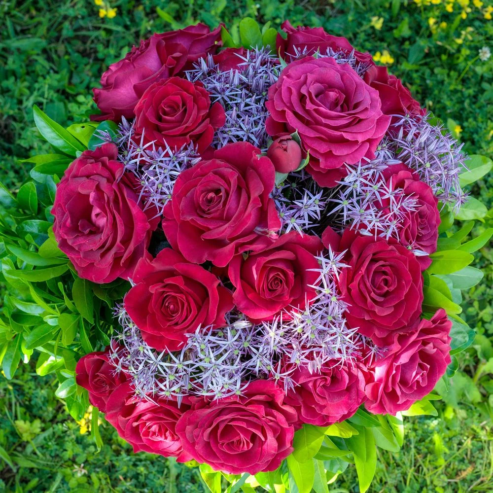 Rosier BELLES RIVES ® Meizolnil 7 Rosier BELLES RIVES ® Meizolnil - Image 5