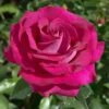 Rosier BELLES RIVES ® Meizolnil -Garden Supplies Sales Shop 0525 2951 rosier belles rives meizolnil t1000