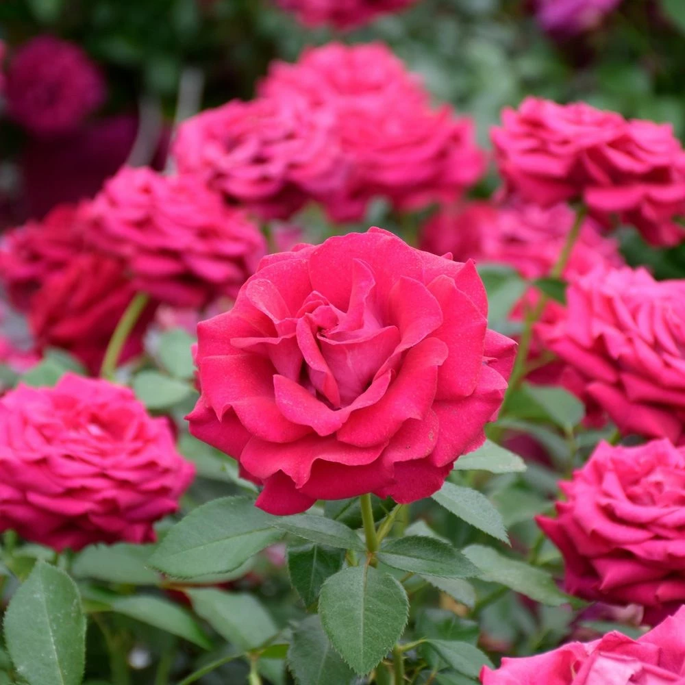 Rosier BELLES RIVES ® Meizolnil 4 Rosier BELLES RIVES ® Meizolnil - Image 2