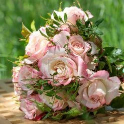 Rosier LYON LUMIERES ® Meivanae 7 Rosier LYON LUMIERES ® Meivanae -Garden Supplies Sales Shop 1 photo couv kta ah21 lyon lumieres meivanae hd3 1000