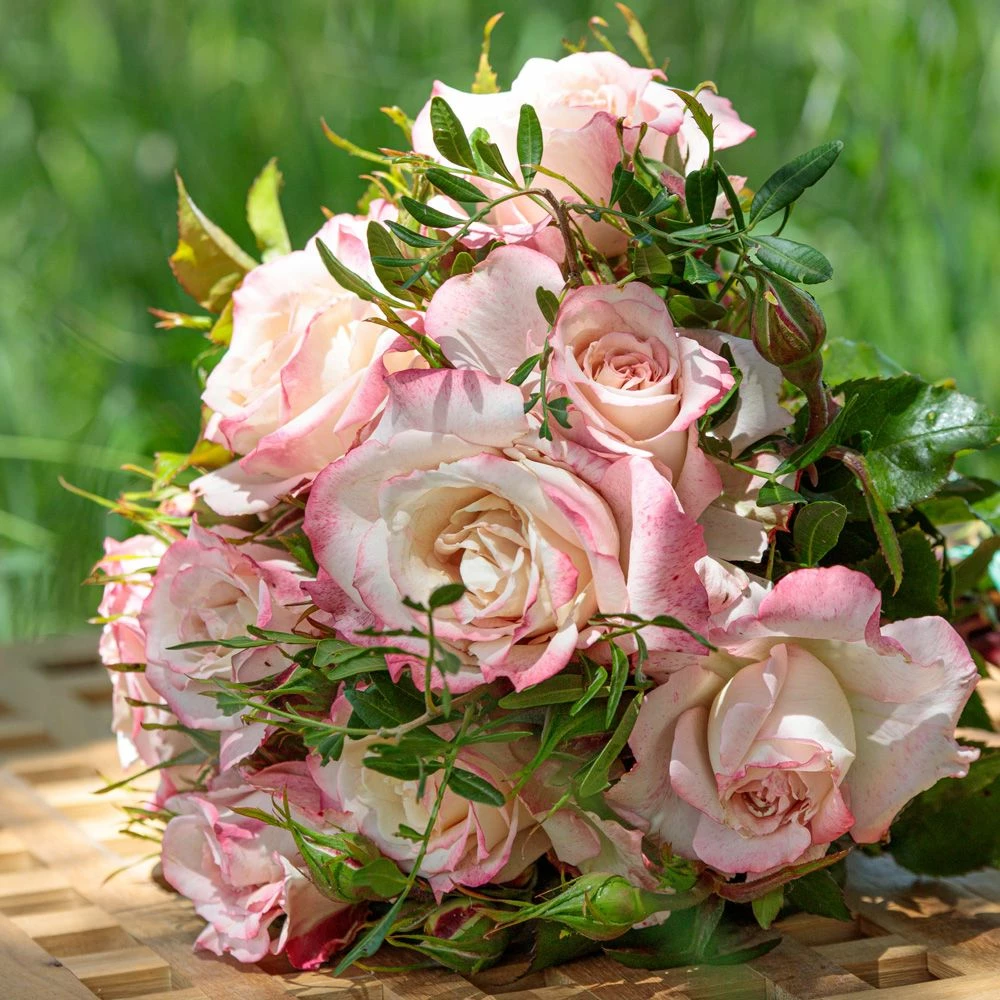 Rosier LYON LUMIERES ® Meivanae 5 Rosier LYON LUMIERES ® Meivanae - Image 3