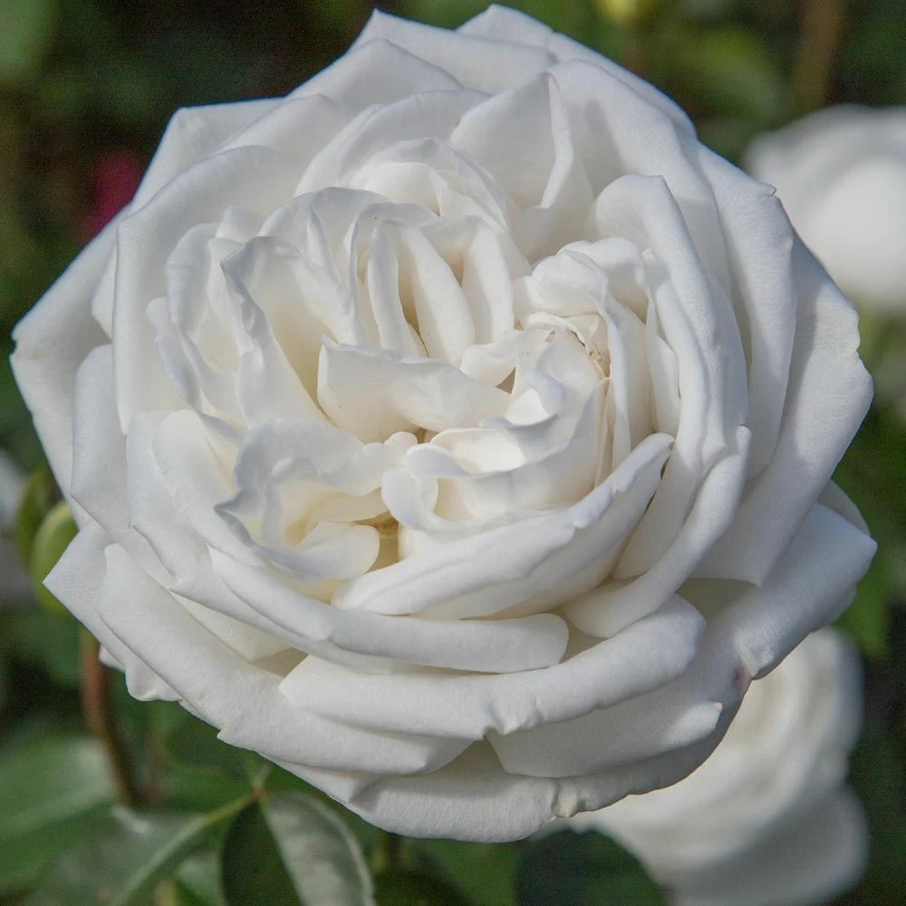 Rosier PIERRE ARDITI ® Meicalanq 4 Rosier PIERRE ARDITI ® Meicalanq - Image 2