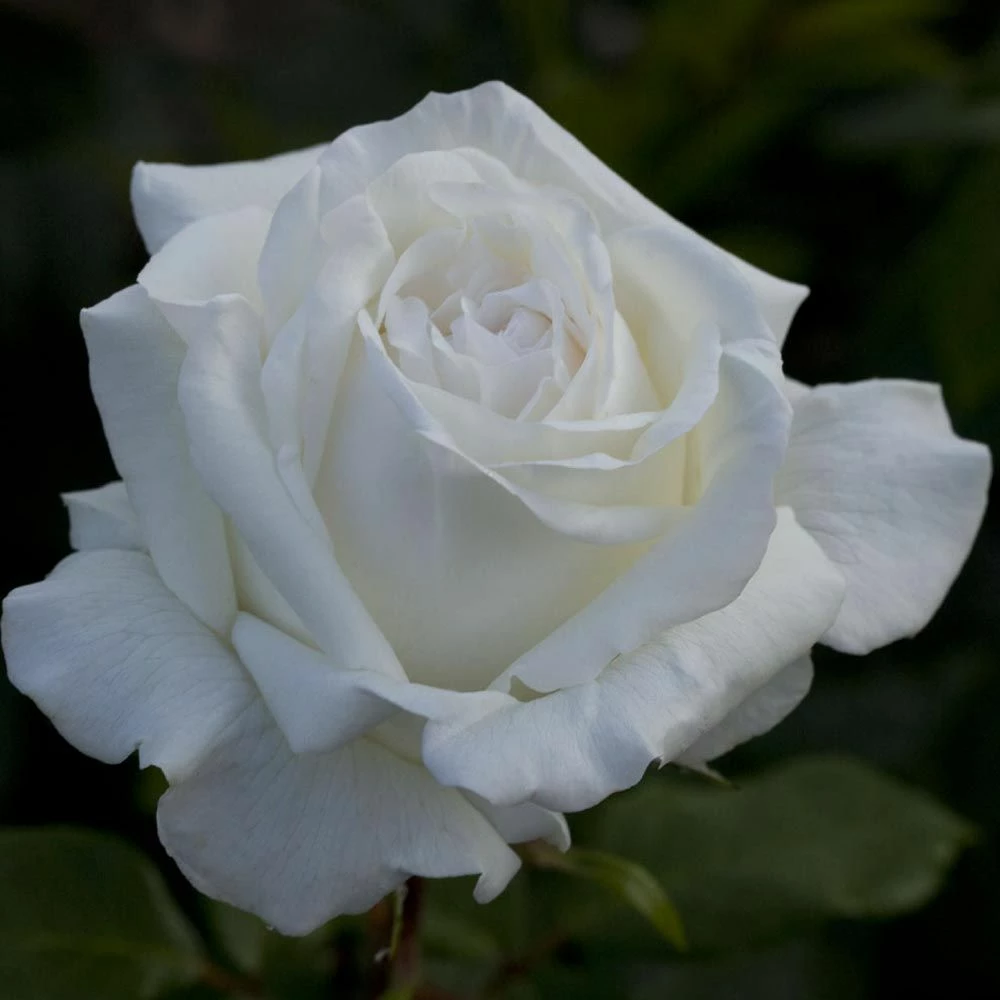 Rosier PIERRE ARDITI ® Meicalanq 5 Rosier PIERRE ARDITI ® Meicalanq - Image 3