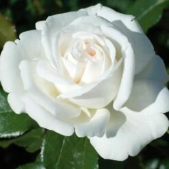 Rosier PIERRE ARDITI ® Meicalanq 18 Rosier PIERRE ARDITI ® Meicalanq -Garden Supplies Sales Shop 1001c rosier pierre arditi meicalanq t1000