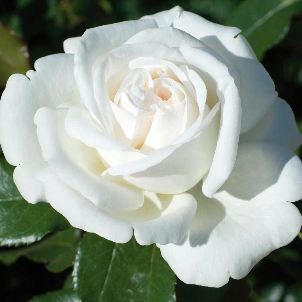 Rosier PIERRE ARDITI ® Meicalanq 9 Rosier PIERRE ARDITI ® Meicalanq - Image 7