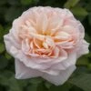 Rosier Belle ROMANTICA ® Meigapencey -Garden Supplies Sales Shop 1002 belle romantica r meigapencey mi t1000 1