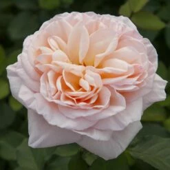 Rosier Belle ROMANTICA ® Meigapencey