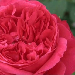 Rosier RUBAN ROUGE ® Meiprehmyr -Garden Supplies Sales Shop 1005 2952 2386b rosier ruban rouge meiprehmyt1000