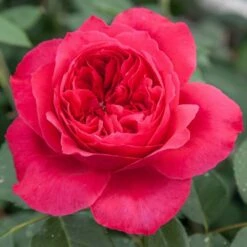 Rosier RUBAN ROUGE ® Meiprehmyr -Garden Supplies Sales Shop 1005b 1