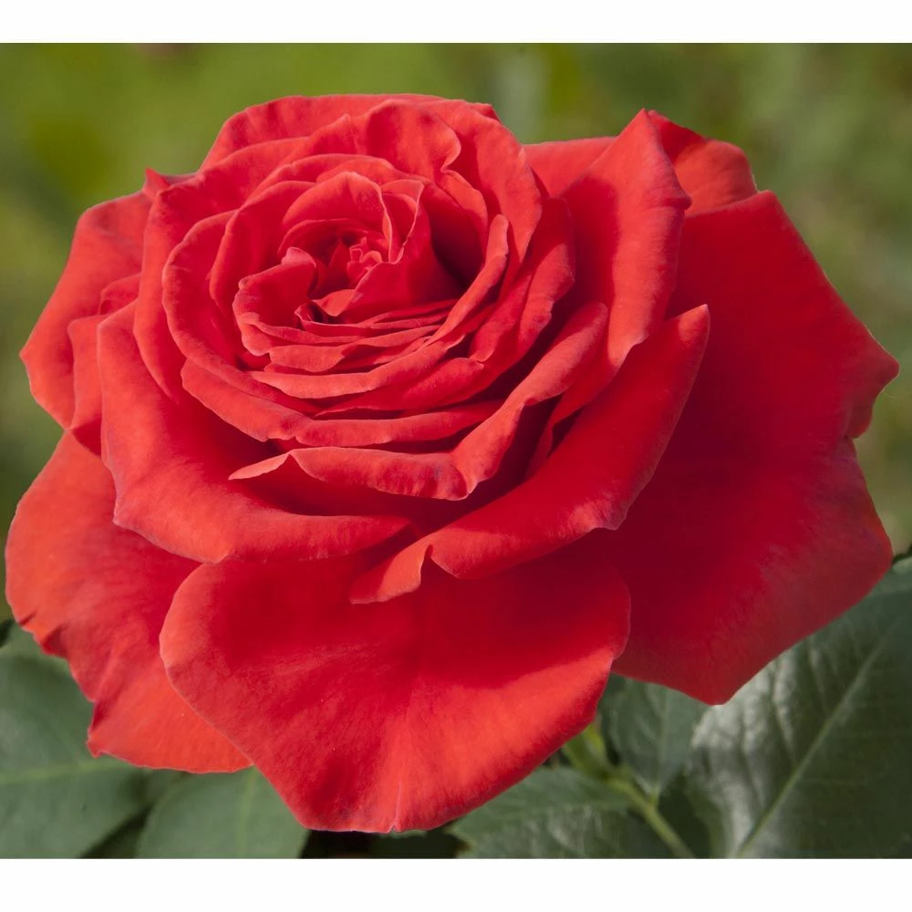 Rosier MAGALI ® Meiposyton 4 Rosier MAGALI ® Meiposyton - Image 2