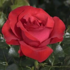 Rosier MAGALI ® Meiposyton