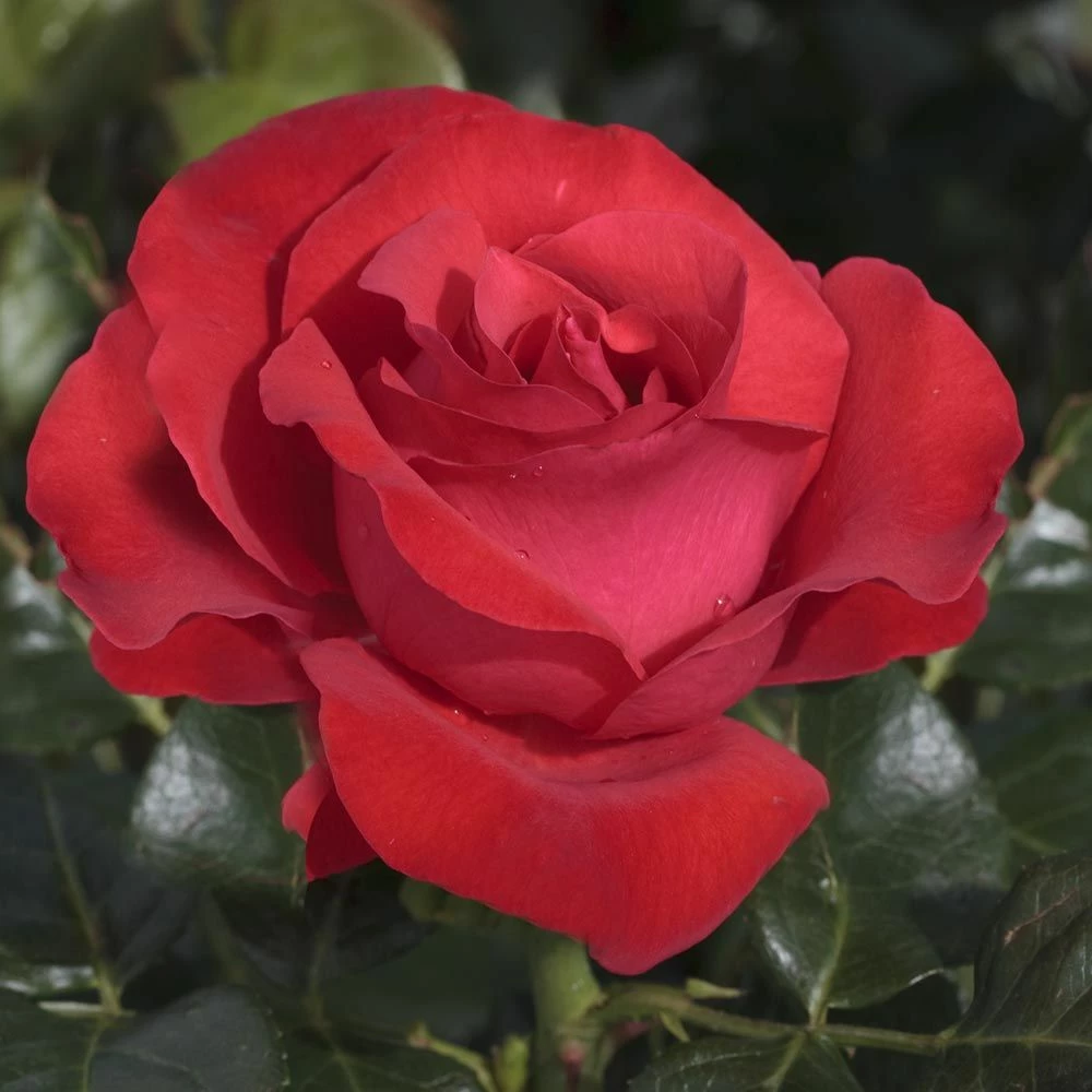 Rosier MAGALI ® Meiposyton 3 Rosier MAGALI ® Meiposyton