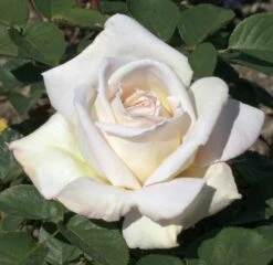 Rosier Tige JARDINS DE BAGATELLE ® Meimafris