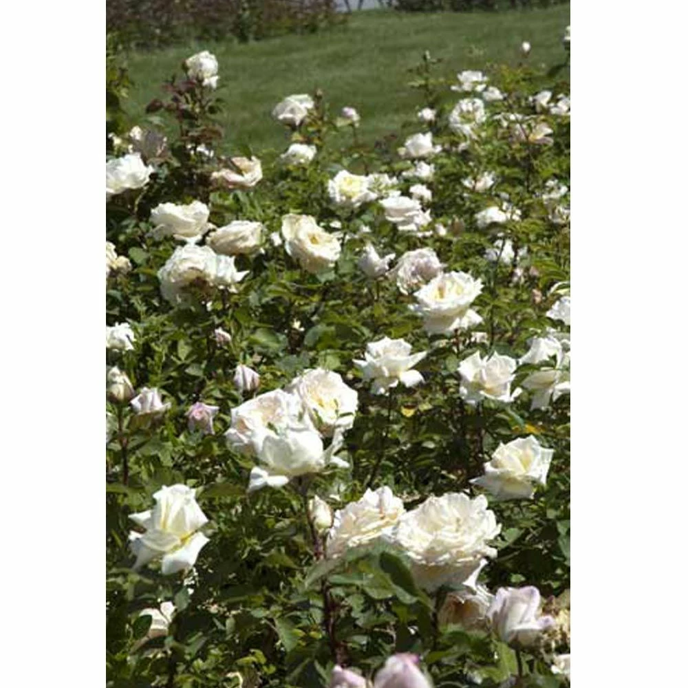 Rosier Tige JARDINS DE BAGATELLE ® Meimafris 5 Rosier Tige JARDINS DE BAGATELLE ® Meimafris - Image 3